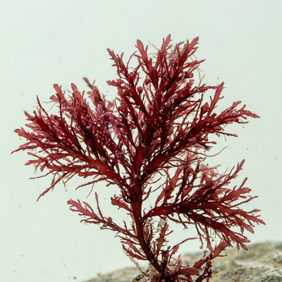 Alga Roja (Rhodophycea Extract)